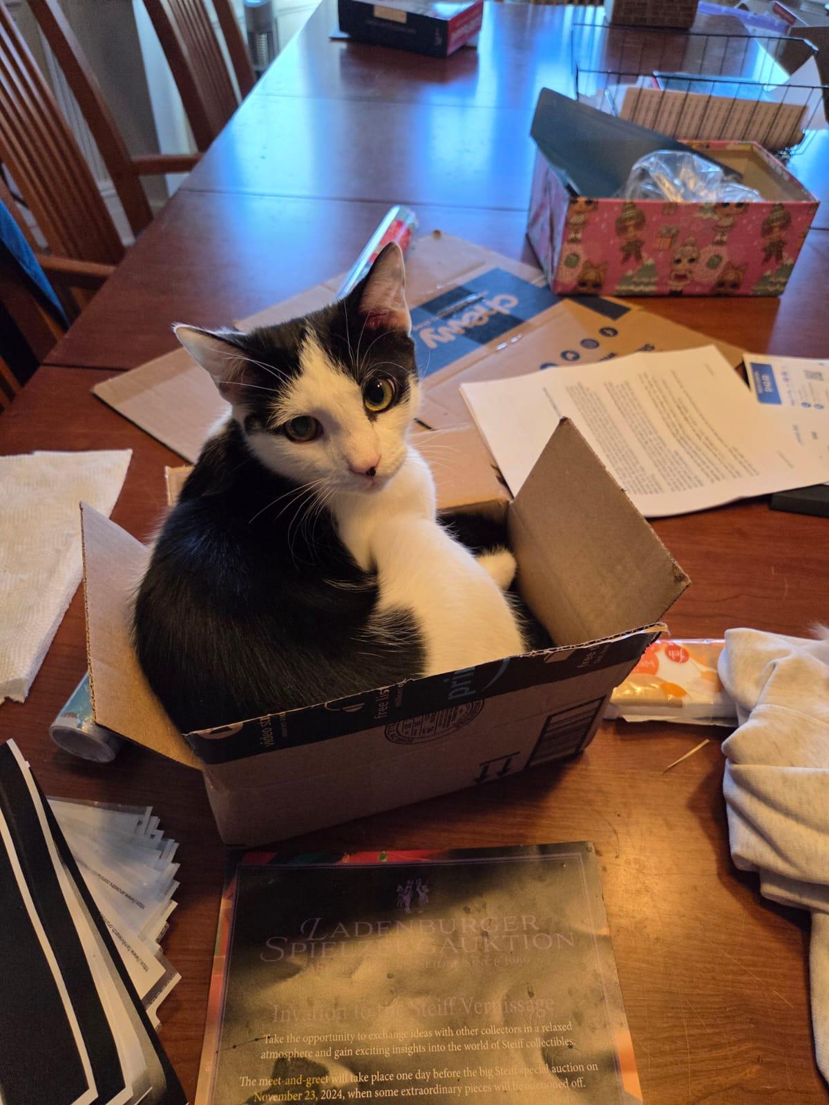 Hector, an adoptable Domestic Short Hair in Allentown, PA image 2/3