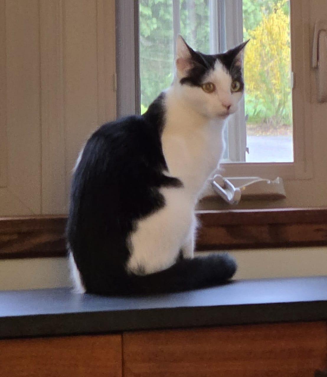 Hector, an adoptable Domestic Short Hair in Allentown, PA image 3/3