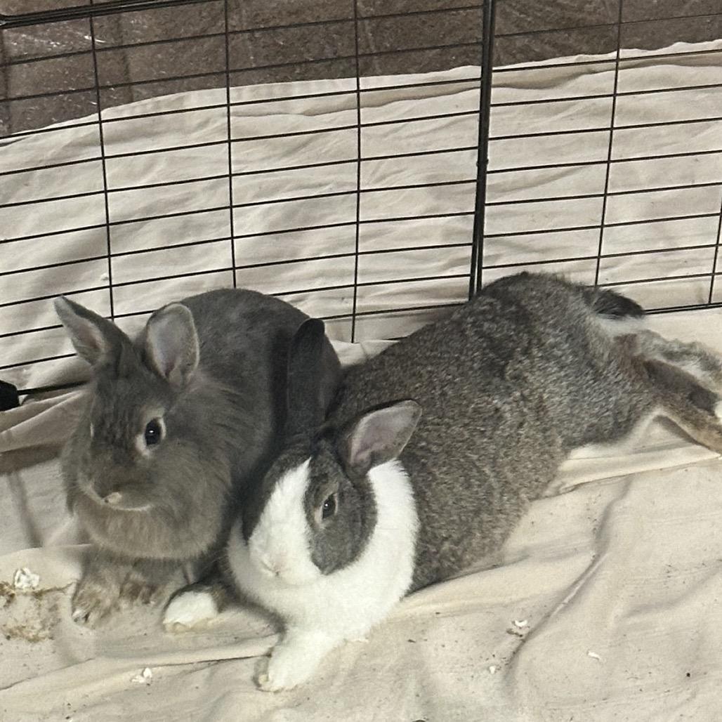 Enlarge Tofu (&Pepper), a Adoptable Dutch in Hinsdale, IL image 1/4