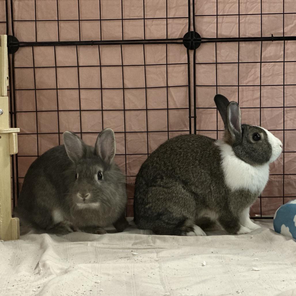 Enlarge Tofu (&Pepper), a Adoptable Dutch in Hinsdale, IL image 3/4