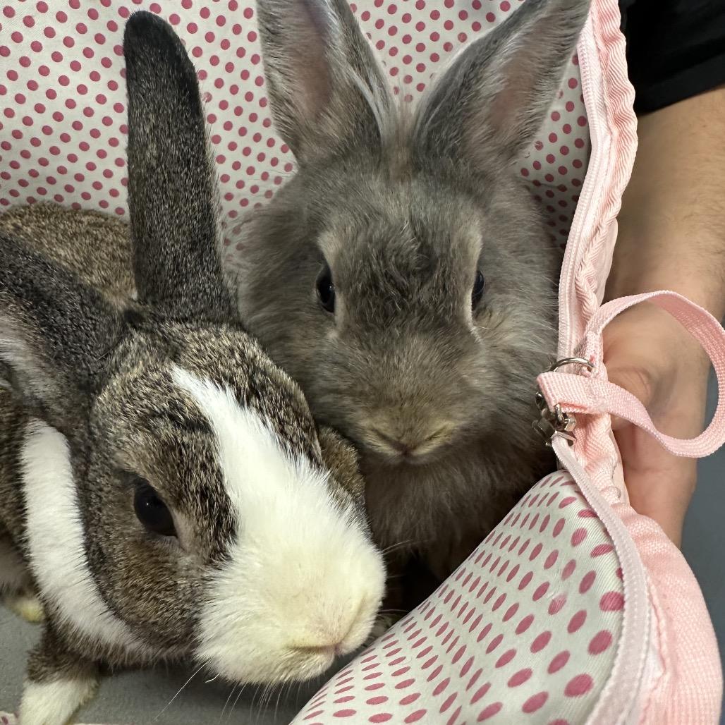 Enlarge Tofu (&Pepper), a Adoptable Dutch in Hinsdale, IL image 4/4