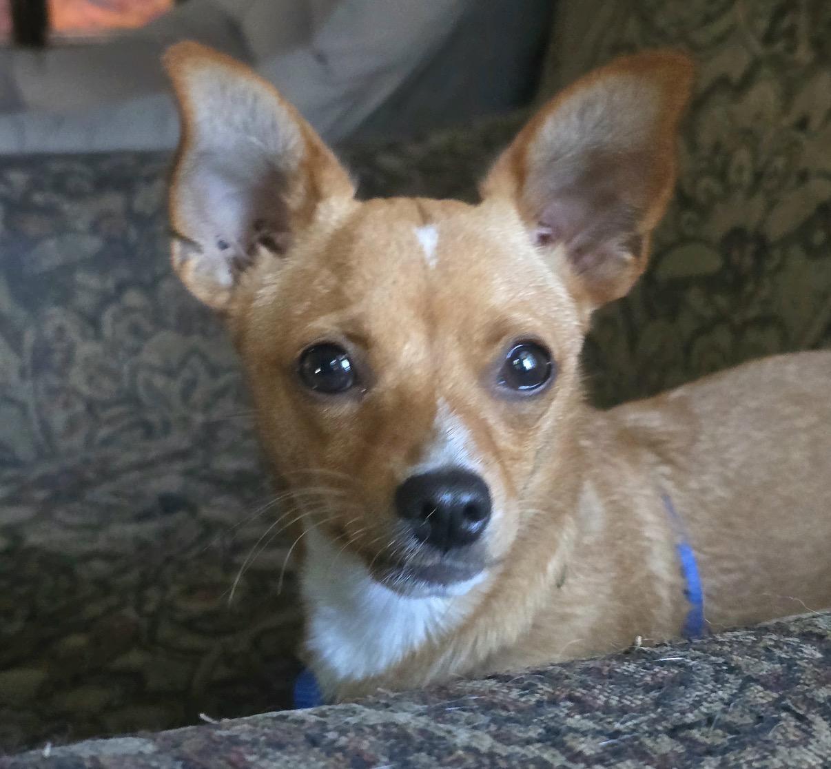 Enlarge Tippy, a Adoptable Mixed Breed in Maineville, OH image 1/5