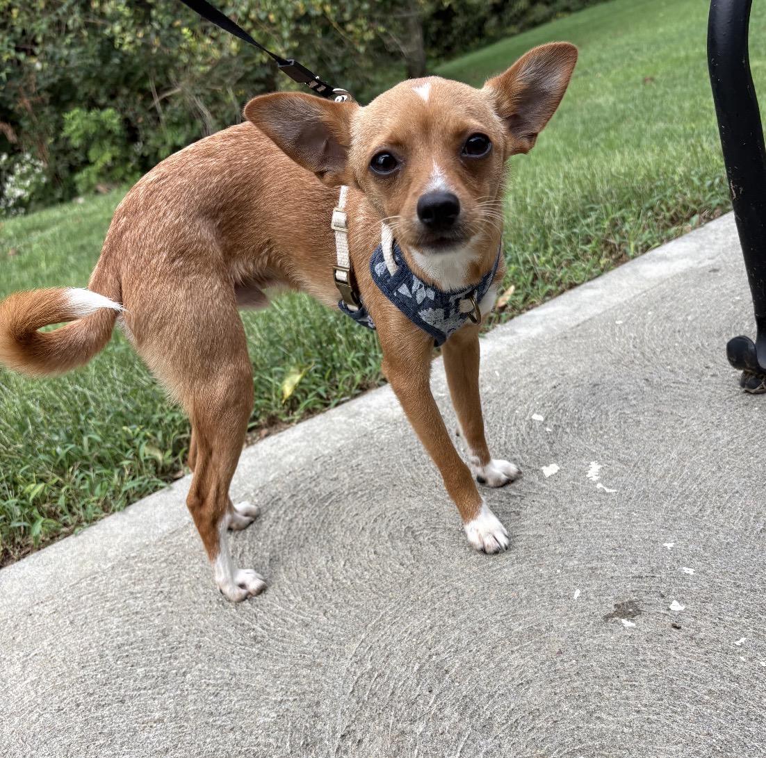 Enlarge Tippy, a Adoptable Mixed Breed in Maineville, OH image 3/5