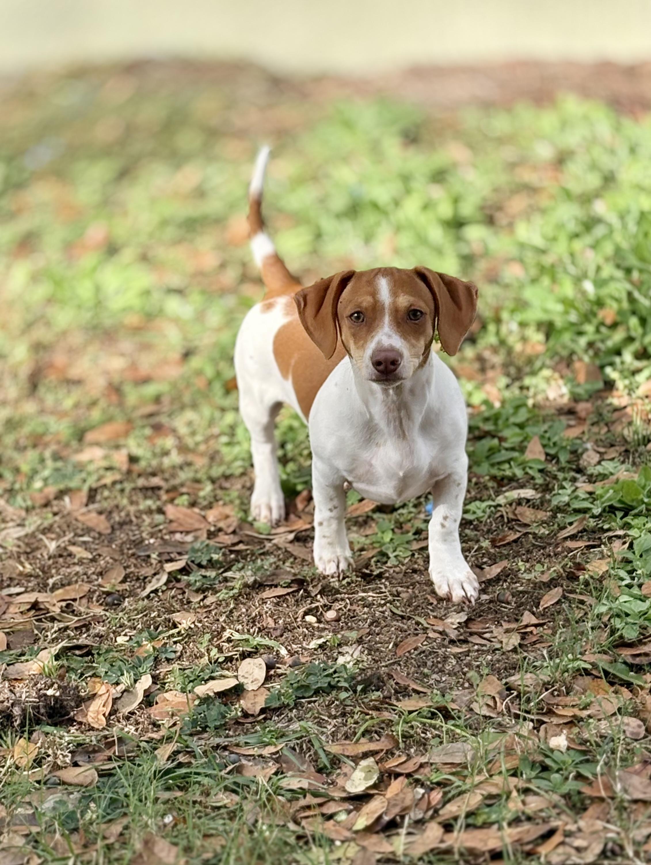 Enlarge Buster, a ADOPTABLE mixed breed in Inverness, FL image 5/5