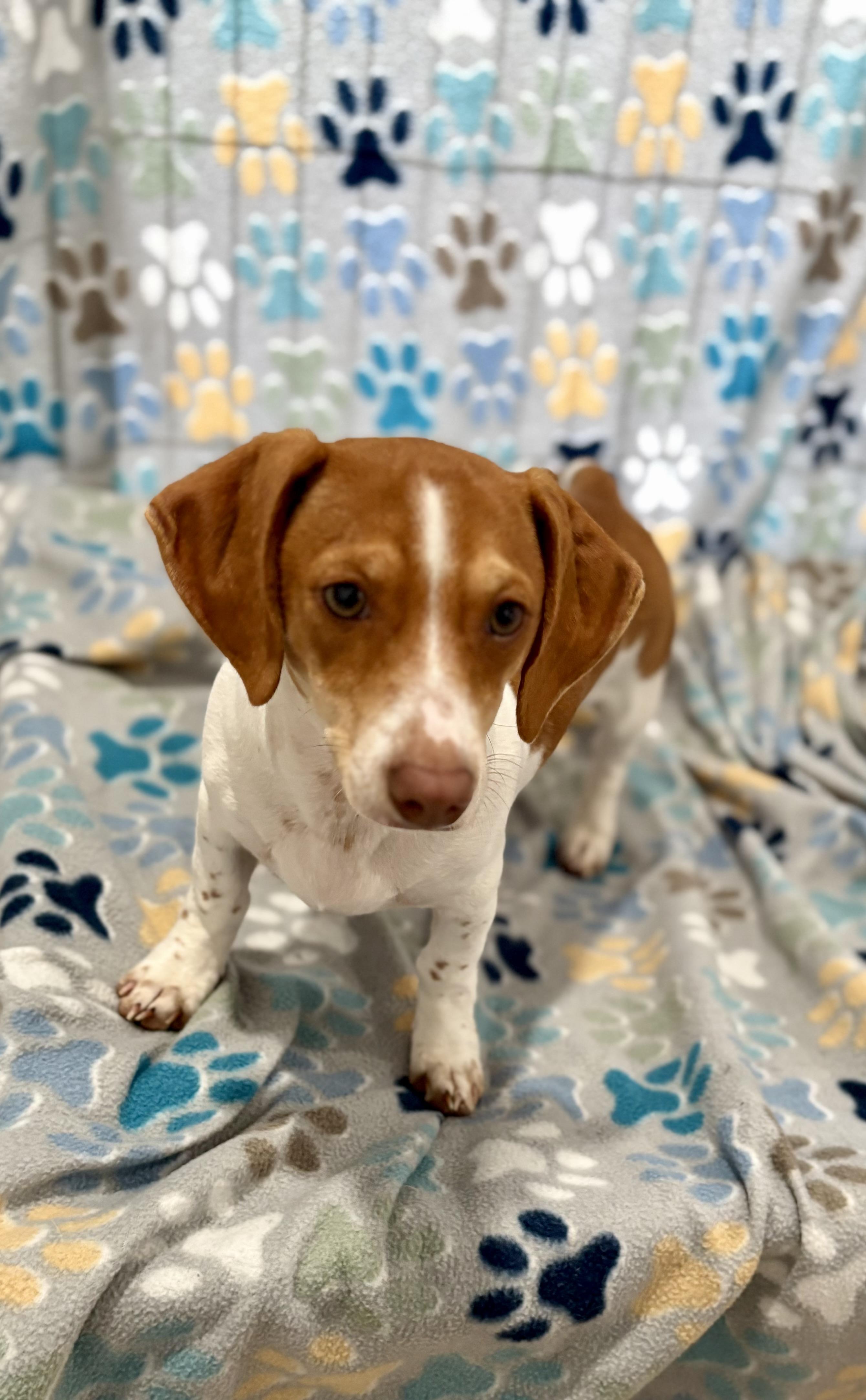 Enlarge Buster, a ADOPTABLE mixed breed in Inverness, FL image 2/5