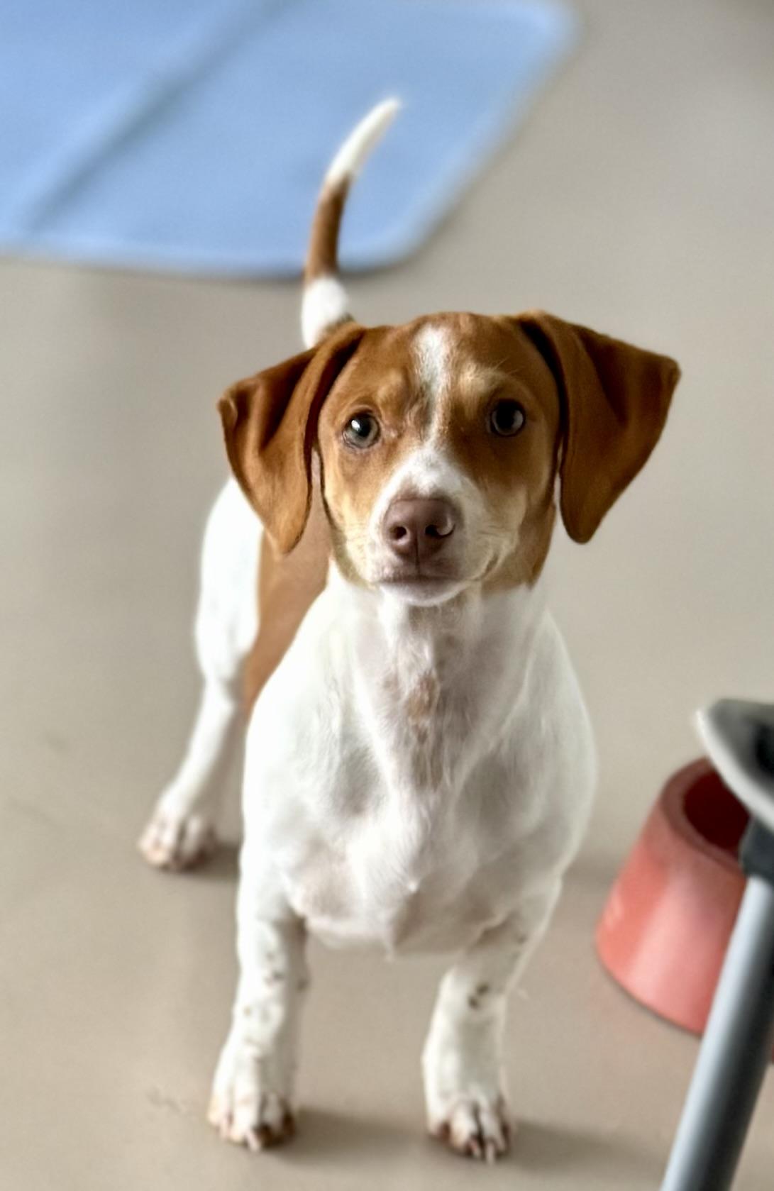 Enlarge Buster, a ADOPTABLE mixed breed in Inverness, FL image 1/5
