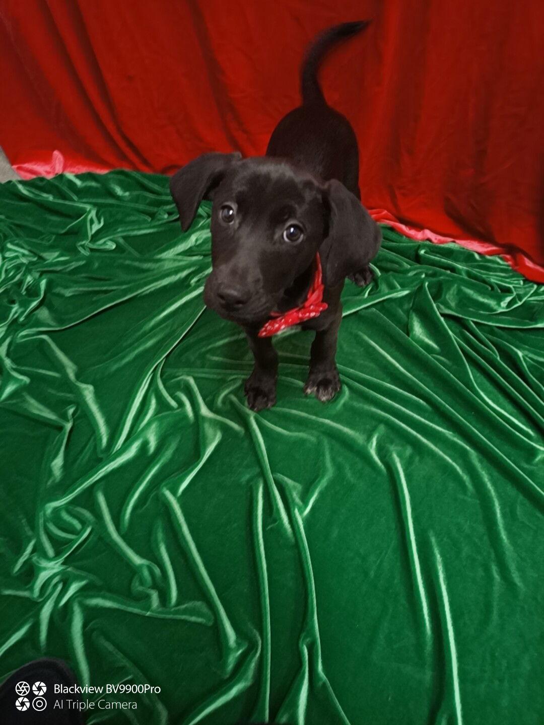 Jolly 10 weeks, Adoptable, Young Female Mixed Breed.