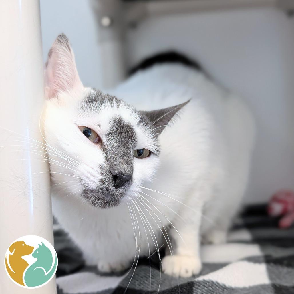 Sugar, Adoptable, Young Male Domestic Short Hair.