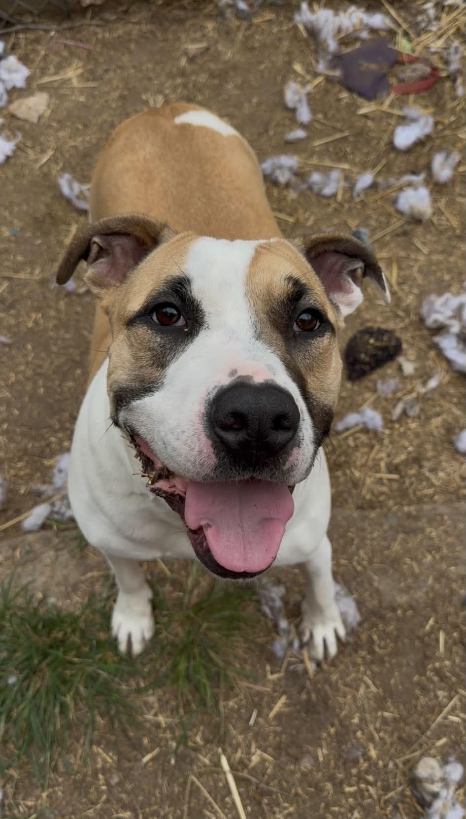 Carrot, Adoptable, Young Female Pit Bull Terrier.