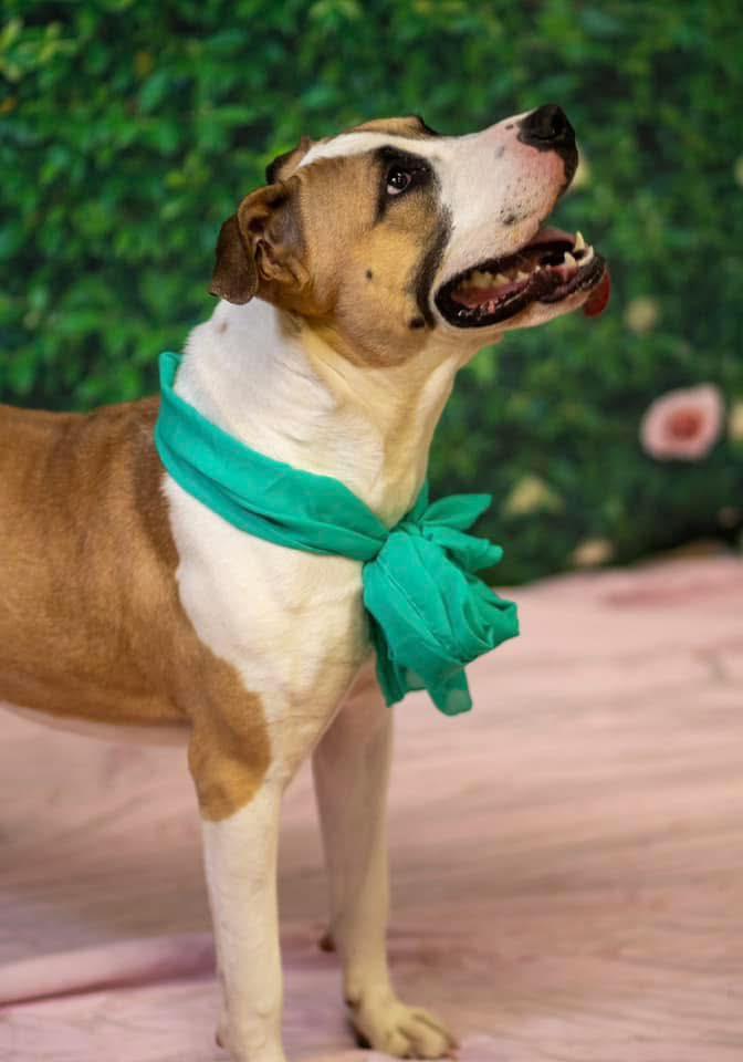 Carrot, a Adoptable mixed breed in INDIANAPOLIS, IN image 5/6