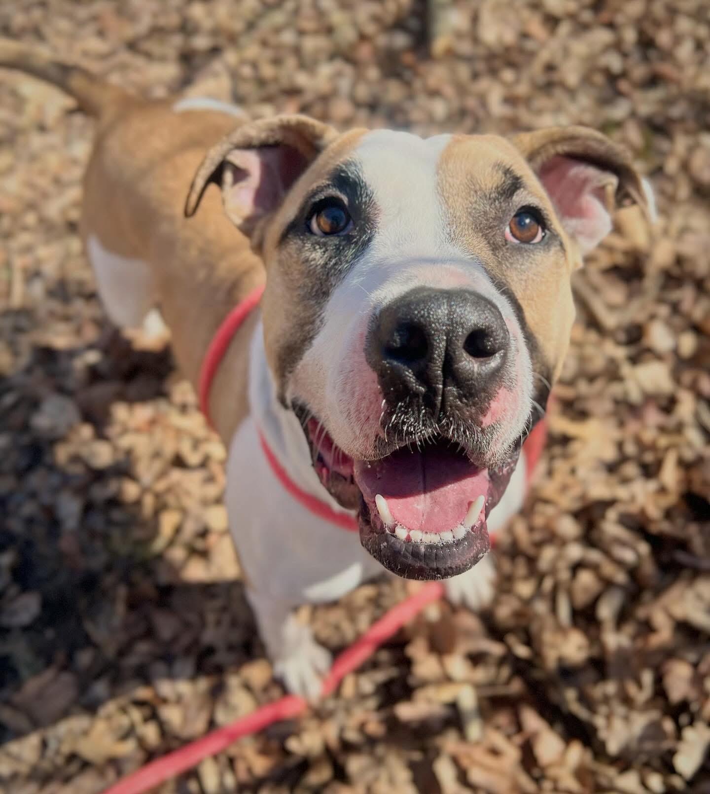 Enlarge Carrot, a Adoptable mixed breed in INDIANAPOLIS, IN image 1/6