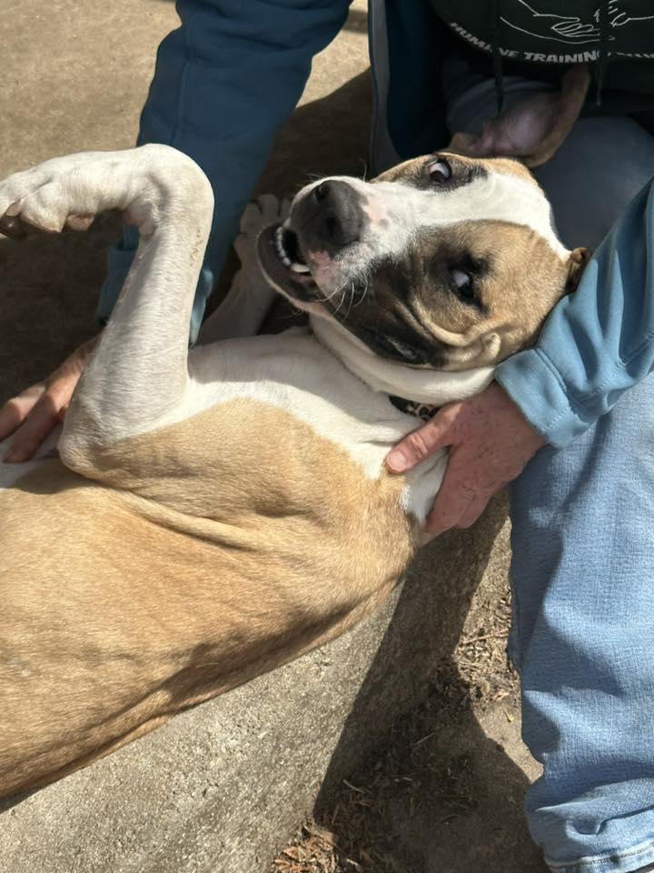 Carrot, a Adoptable mixed breed in INDIANAPOLIS, IN image 6/6