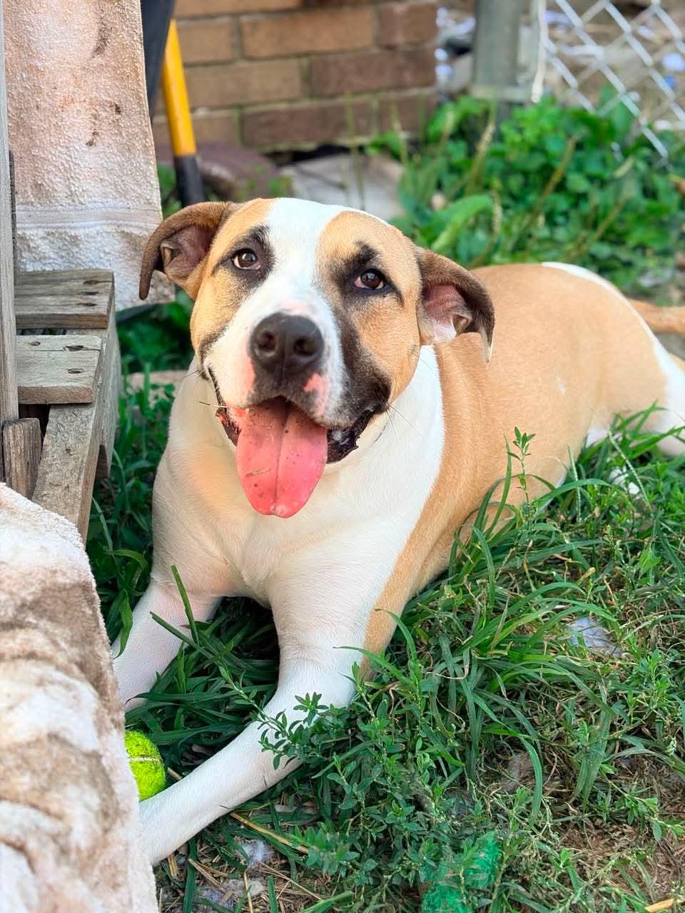 Carrot, a Adoptable mixed breed in INDIANAPOLIS, IN image 4/6