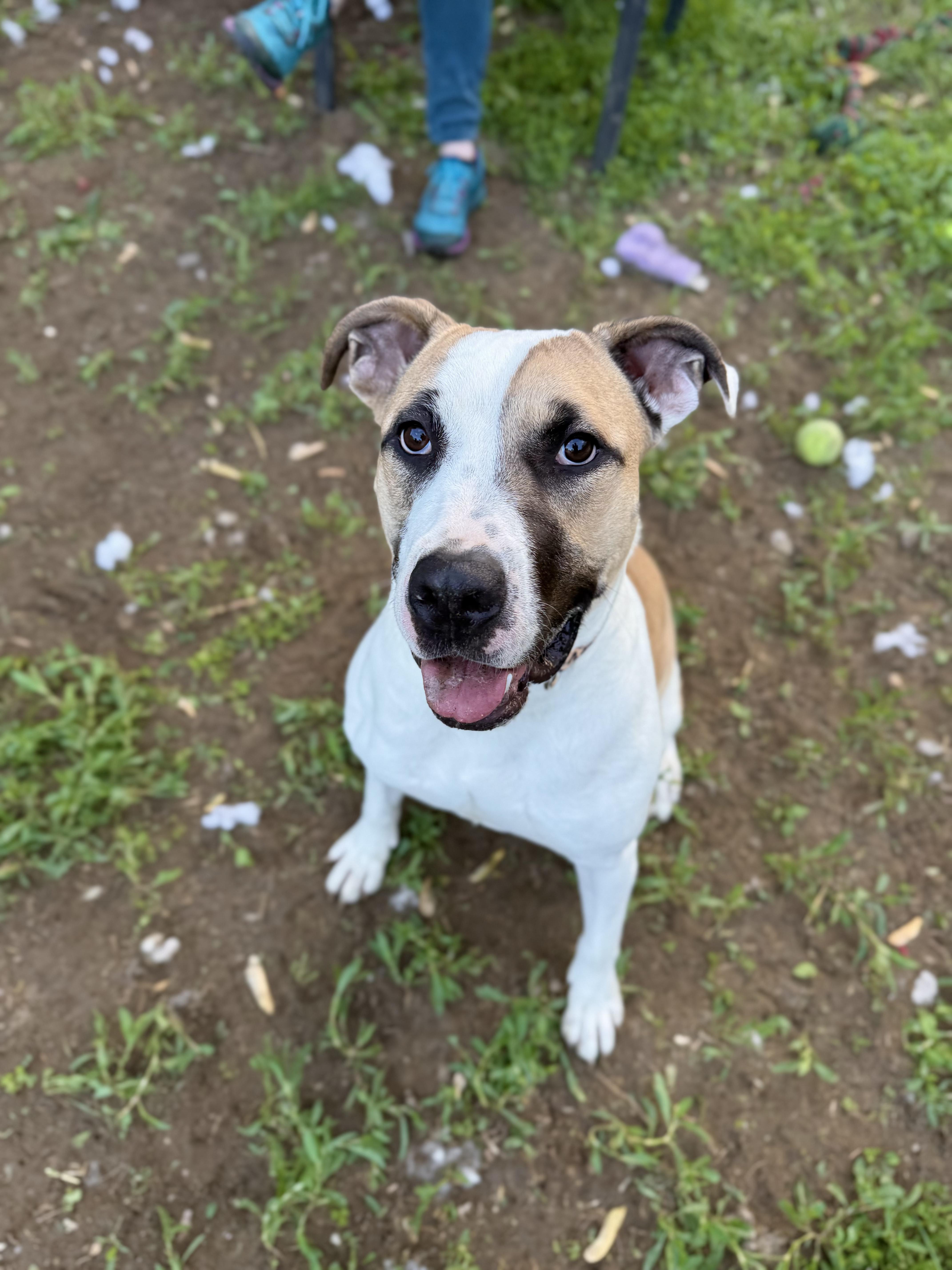 Carrot, a Adoptable mixed breed in INDIANAPOLIS, IN image 3/6