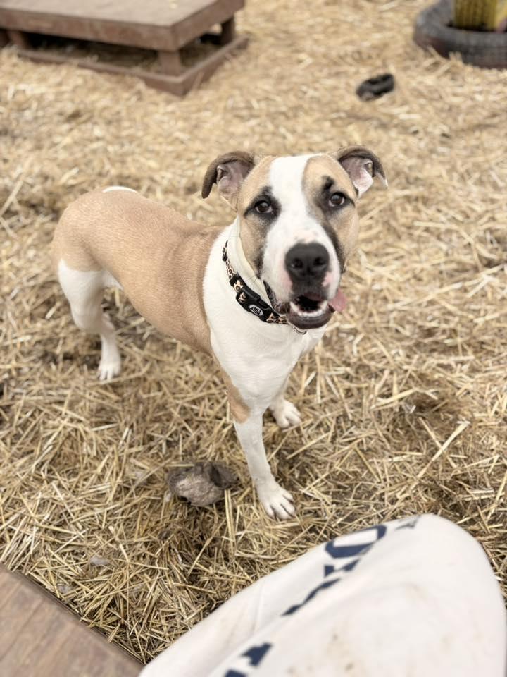 Carrot, a Adoptable mixed breed in INDIANAPOLIS, IN image 4/6