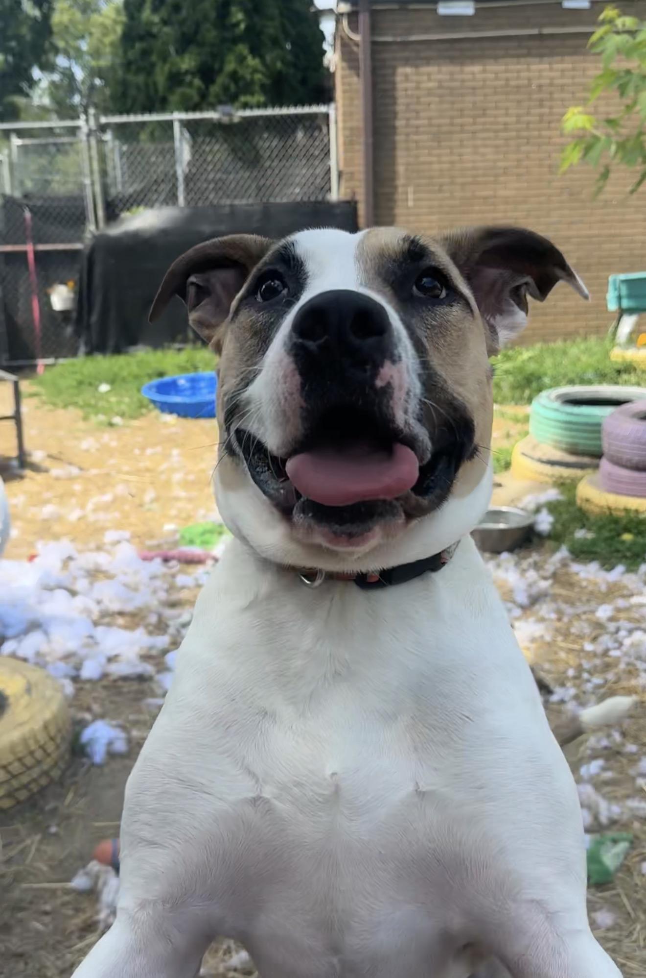 Carrot, a Adoptable mixed breed in INDIANAPOLIS, IN image 6/6