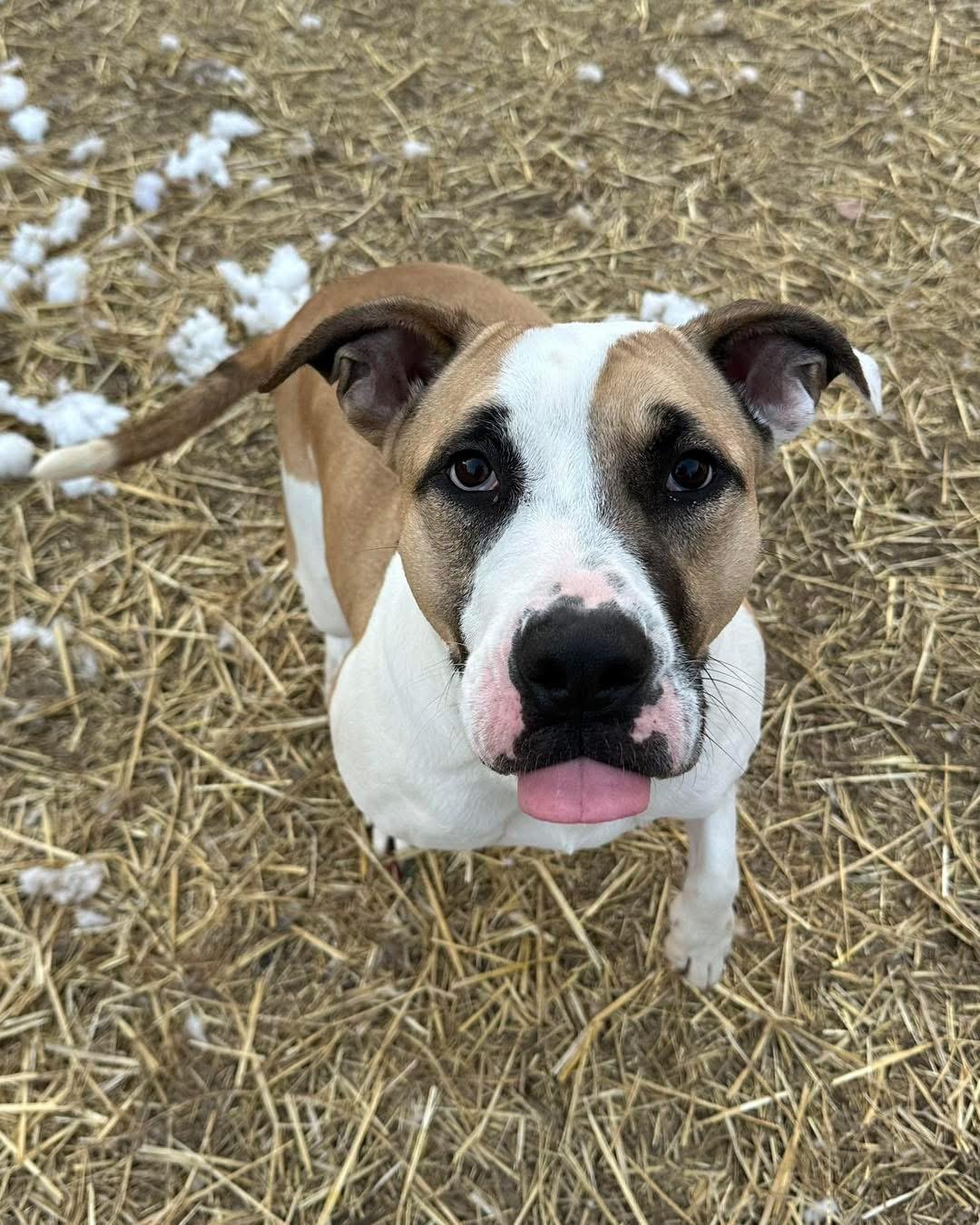 Enlarge Carrot, a Adoptable mixed breed in INDIANAPOLIS, IN image 6/6