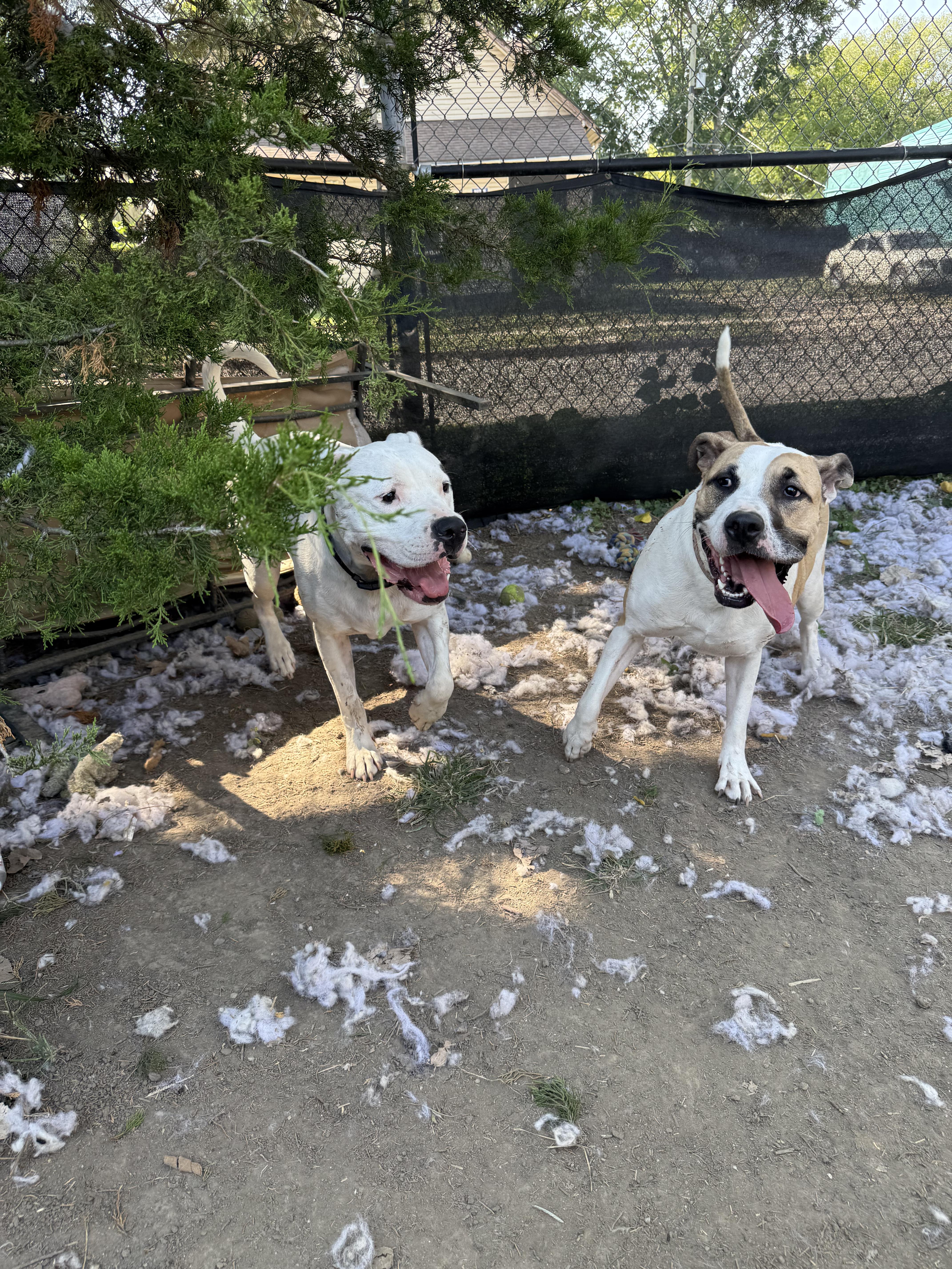 Enlarge Carrot, a Adoptable mixed breed in INDIANAPOLIS, IN image 6/6