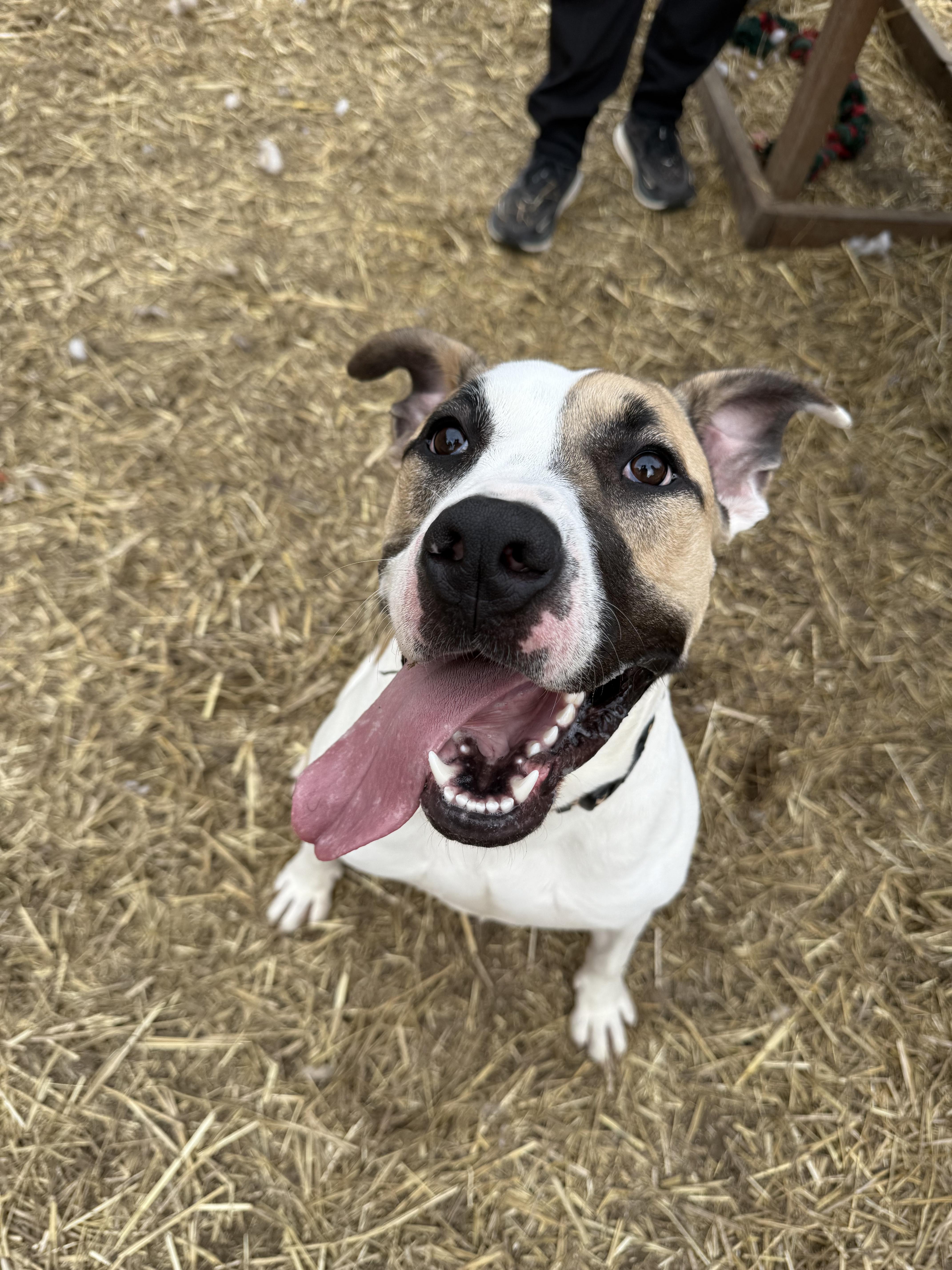 Carrot, a Adoptable mixed breed in INDIANAPOLIS, IN image 1/6