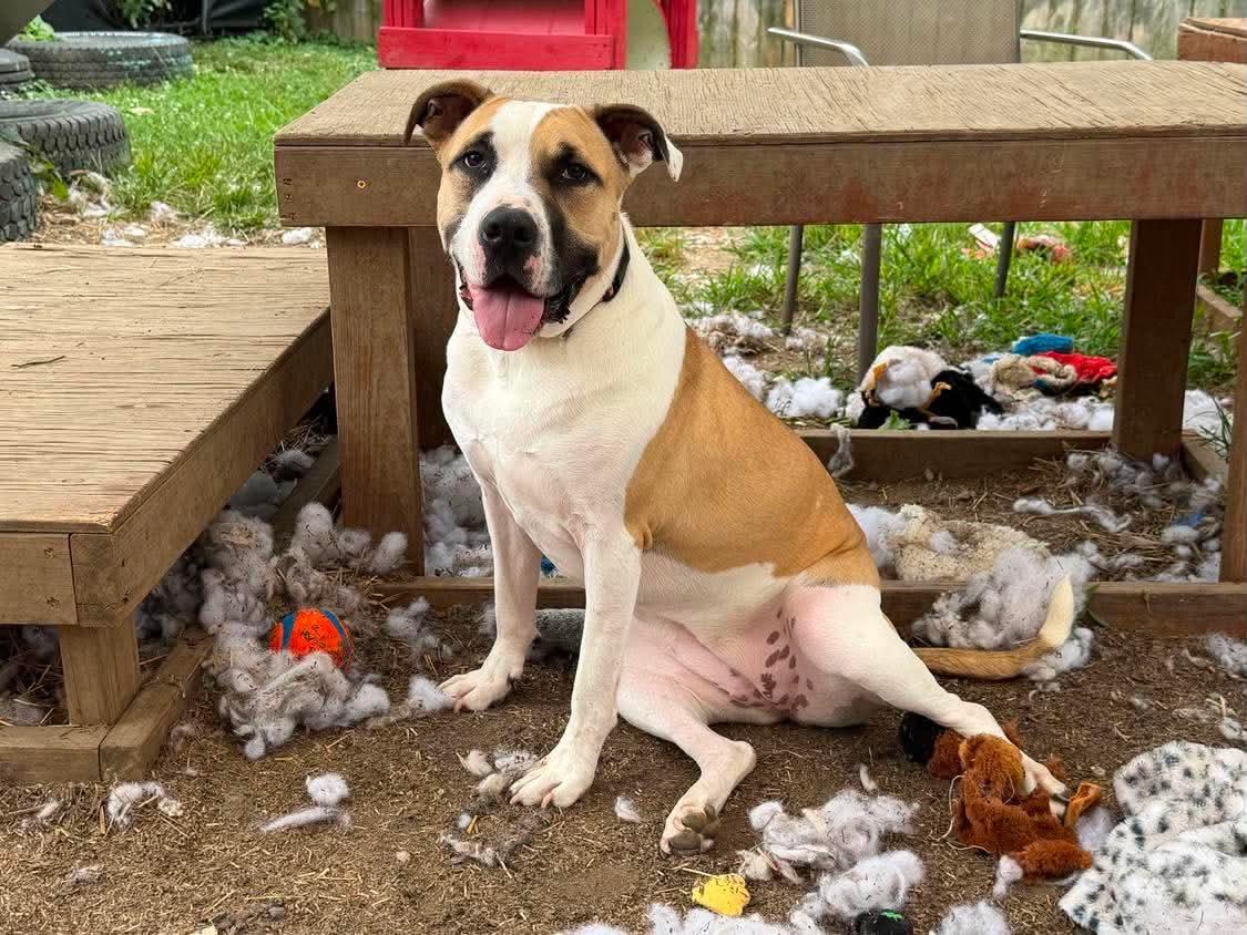 Carrot, a Adoptable mixed breed in INDIANAPOLIS, IN image 2/6