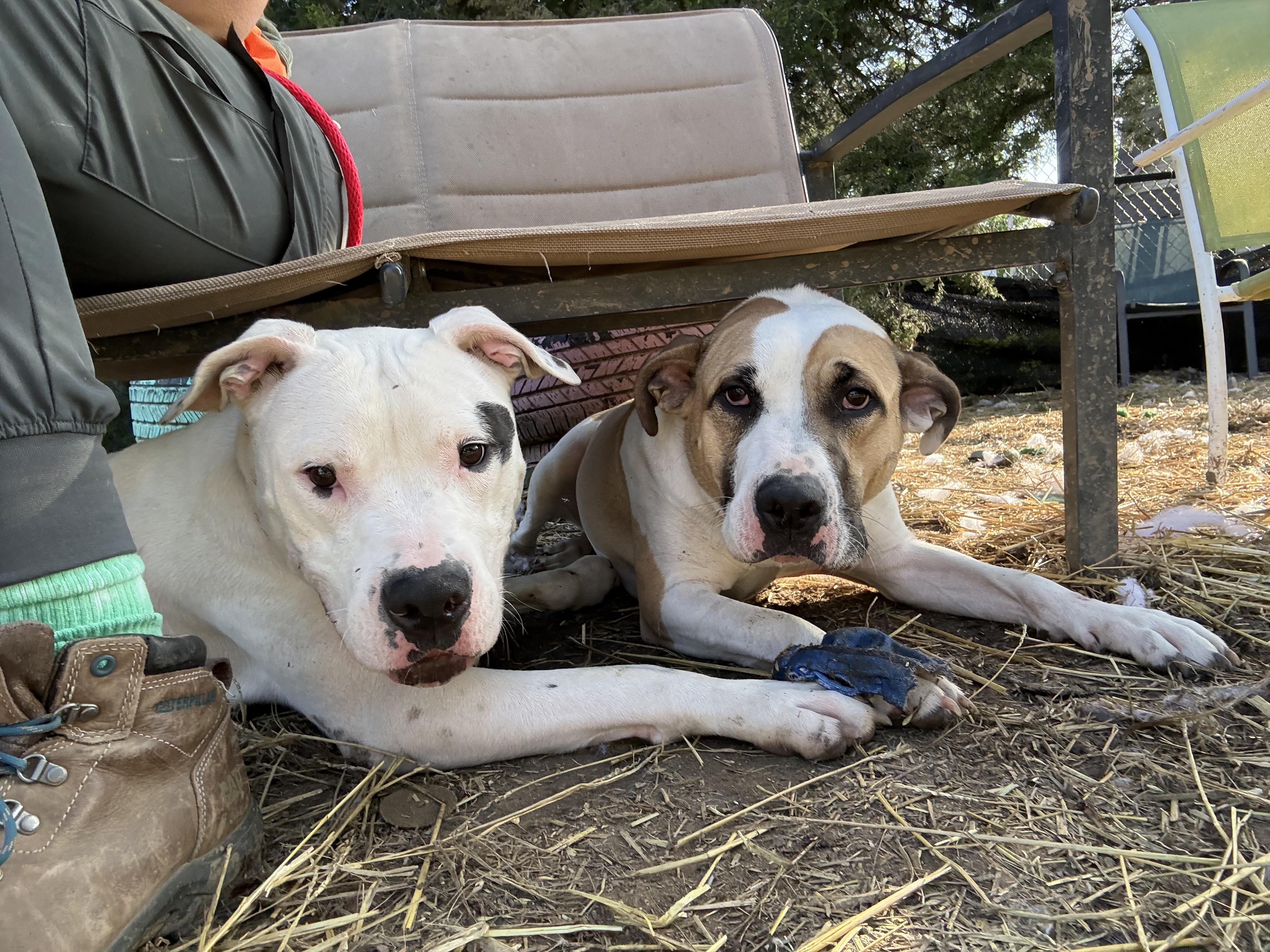 Carrot, a Adoptable mixed breed in INDIANAPOLIS, IN image 2/6