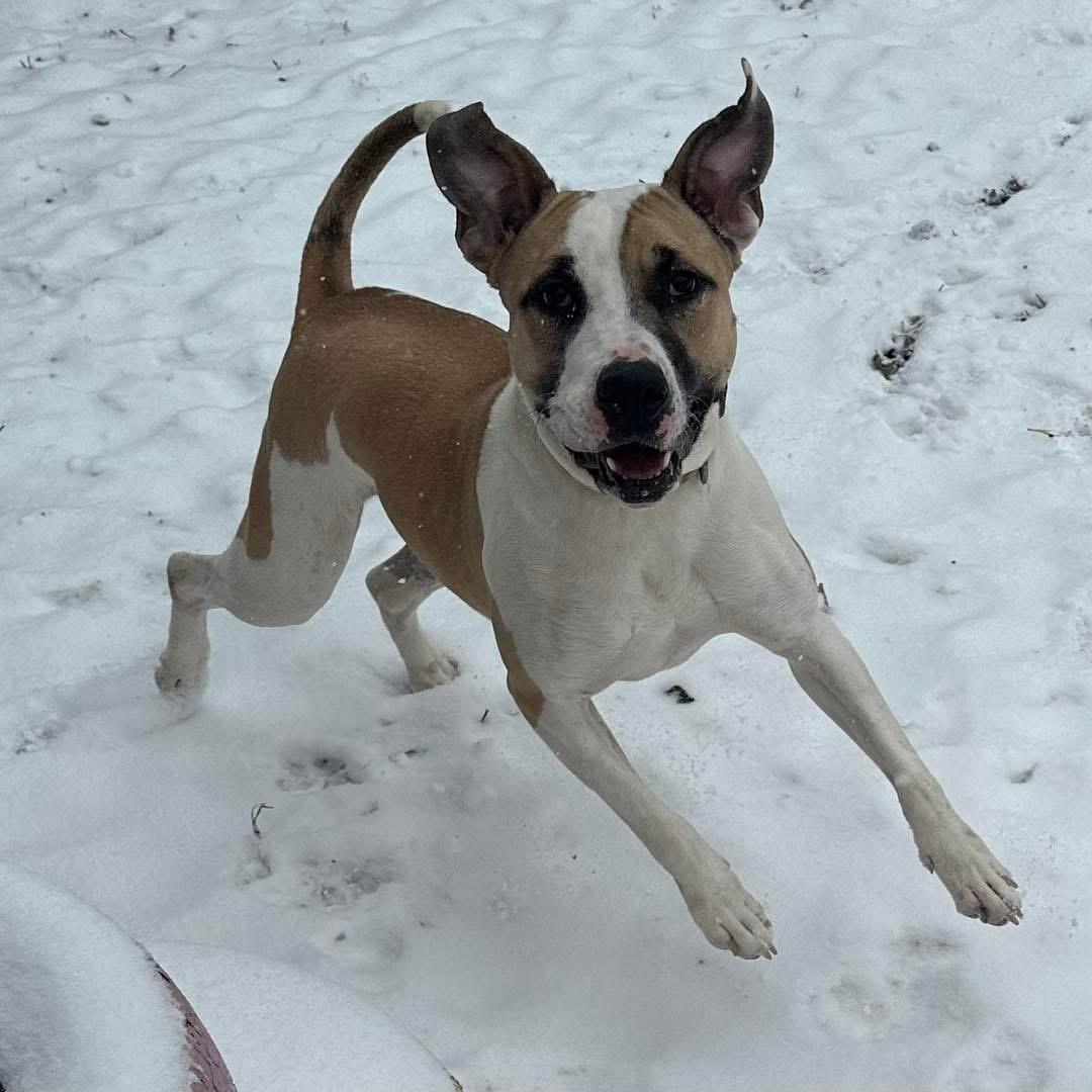 Enlarge Carrot, a Adoptable mixed breed in INDIANAPOLIS, IN image 2/6