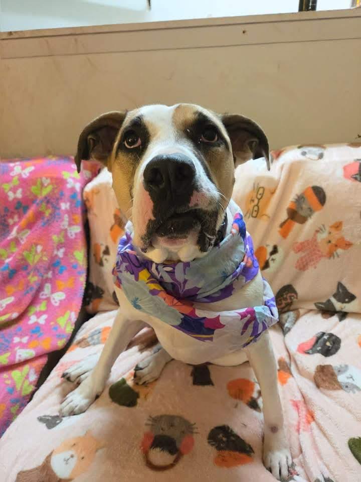Carrot, a Adoptable mixed breed in INDIANAPOLIS, IN image 4/6