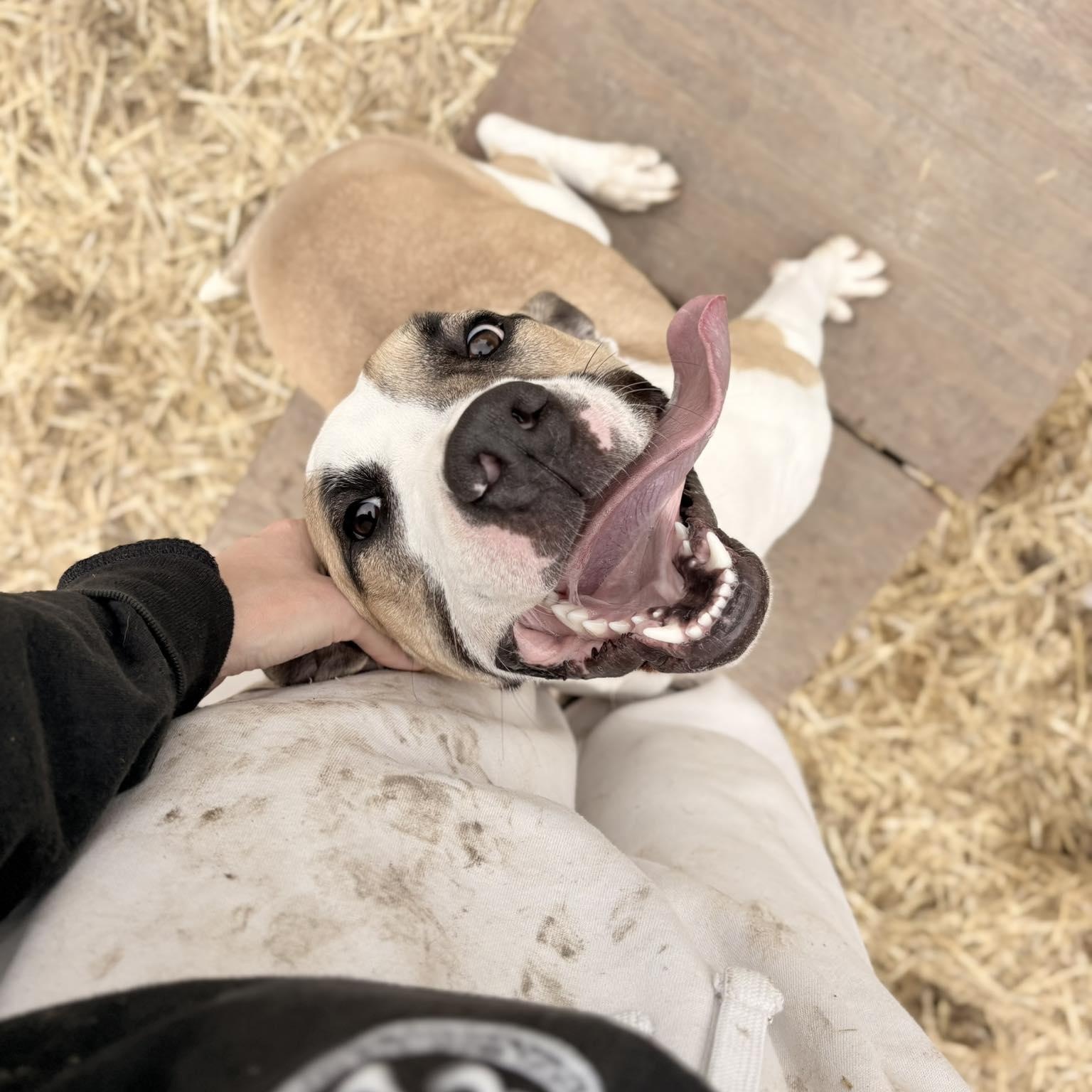 Carrot, a Adoptable mixed breed in INDIANAPOLIS, IN image 2/6