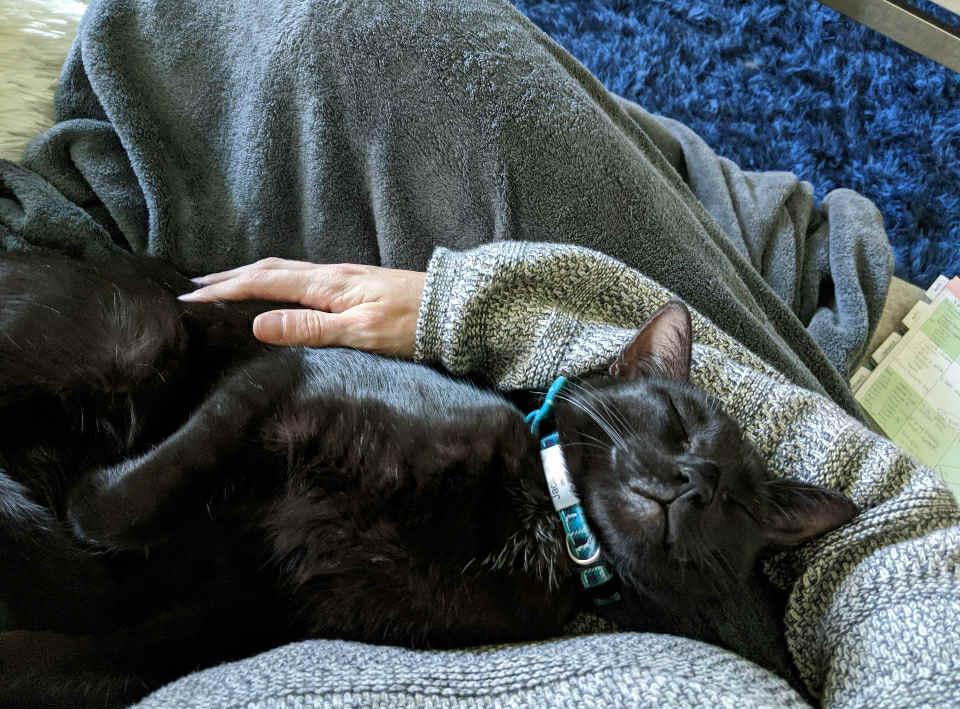 Jack Jack, Adoptable, Adult Male Domestic Short Hair.