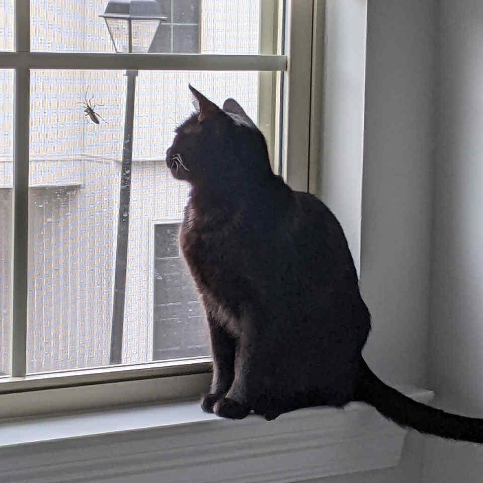 Jack Jack, Adoptable, Adult Male Domestic Short Hair.