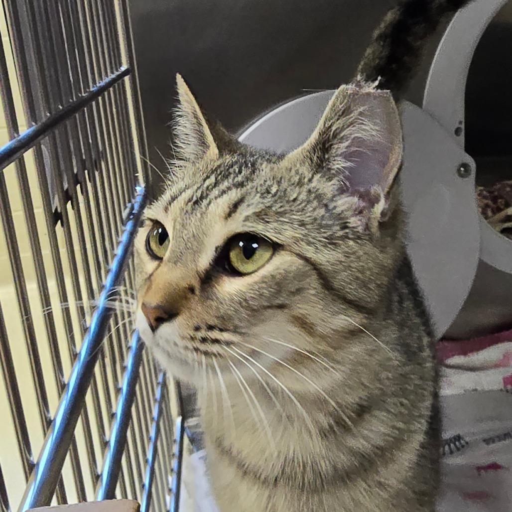 Enlarge Sandra, a Adoptable Domestic Short Hair in Winston-Salem, NC image 1/6