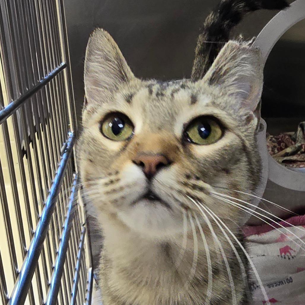 Enlarge Sandra, a Adoptable Domestic Short Hair in Winston-Salem, NC image 2/6