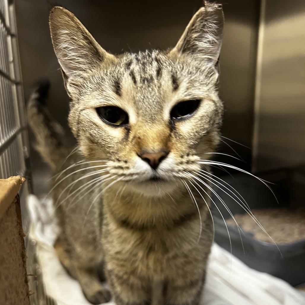Enlarge Sandra, a Adoptable Domestic Short Hair in Winston-Salem, NC image 3/6
