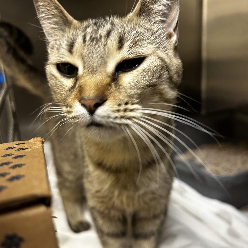 Enlarge Sandra, a Adoptable Domestic Short Hair in Winston-Salem, NC image 4/6