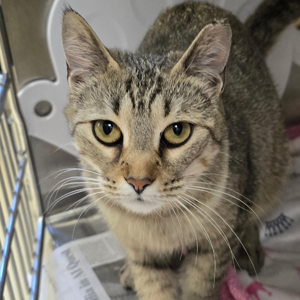 Enlarge Sandra, a Adoptable Domestic Short Hair in Winston-Salem, NC image 6/6