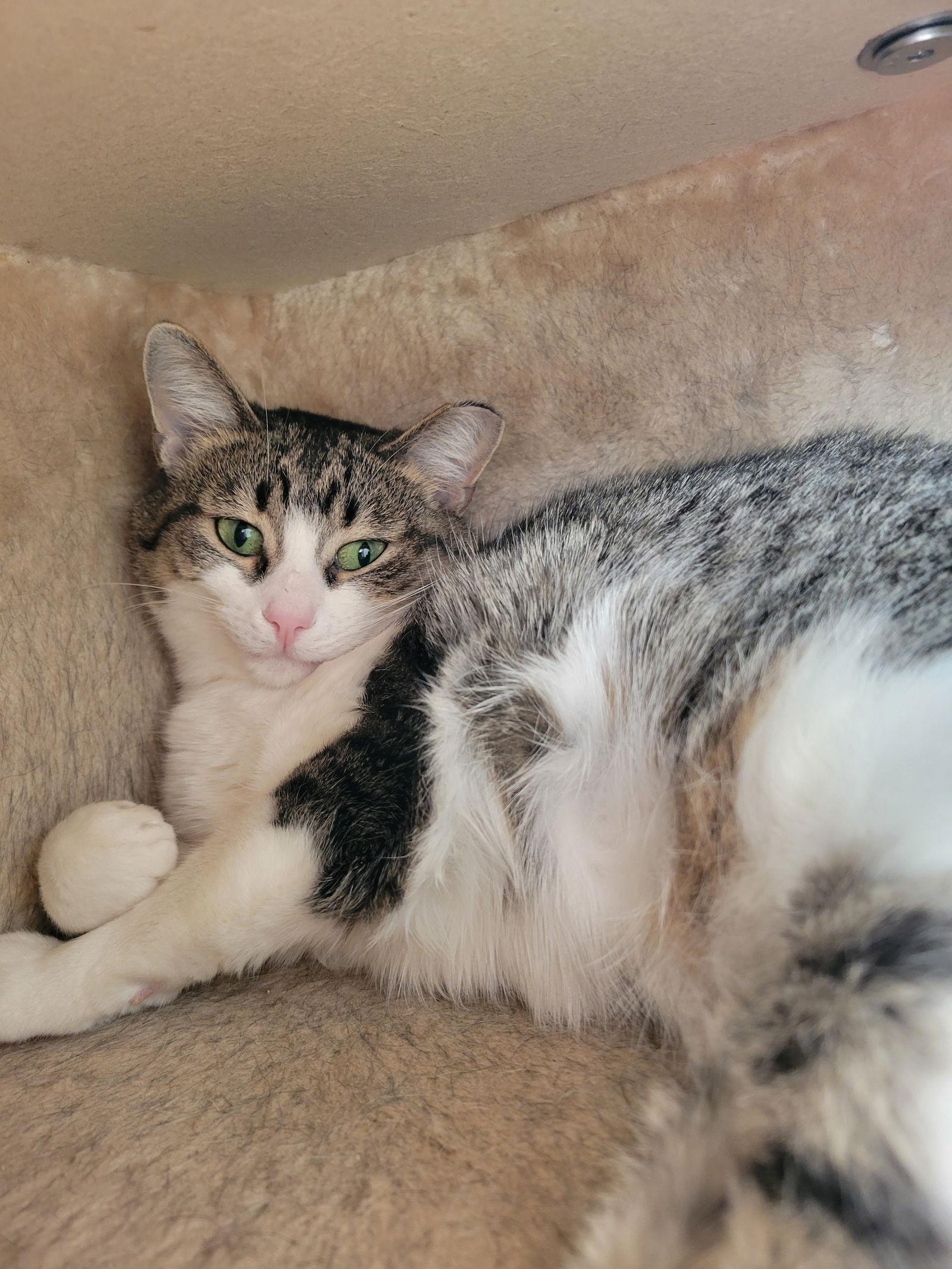Enlarge Arbor, a Adoptable Tabby in Cuyahoga Falls, OH image 1/2
