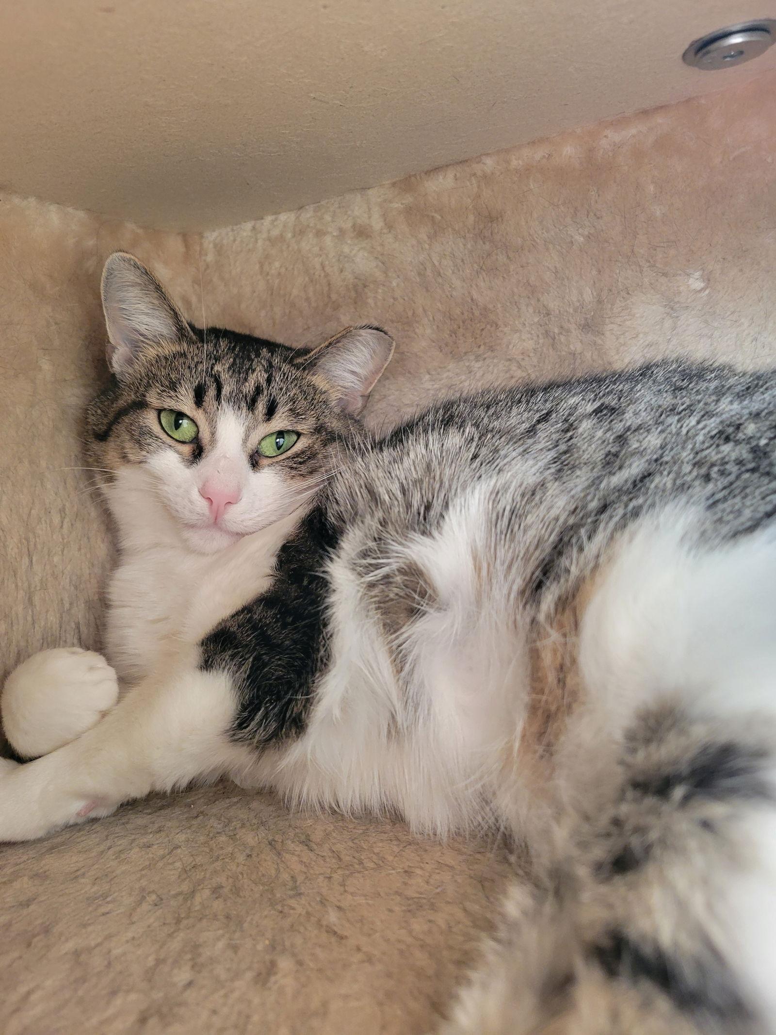 Enlarge Arbor, a Adoptable Tabby in Cuyahoga Falls, OH image 2/2