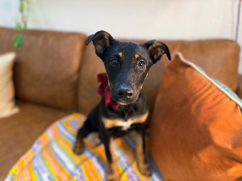 Gracie Sweetest Pea — thumbnail 2