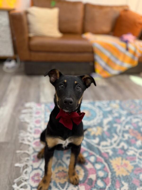 Gracie Sweetest Pea — thumbnail 3