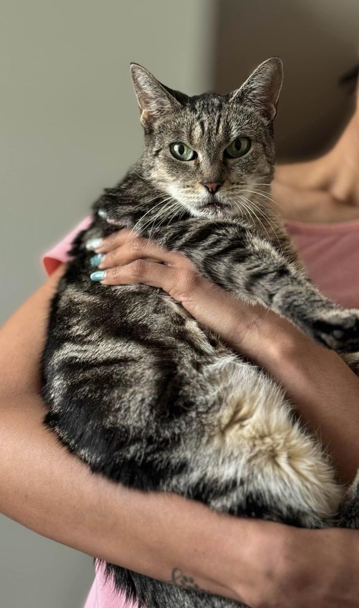 Abby, Adult Female Domestic Short Hair