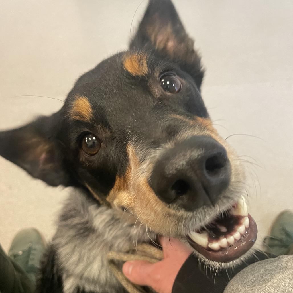 Wiggles — thumbnail 2