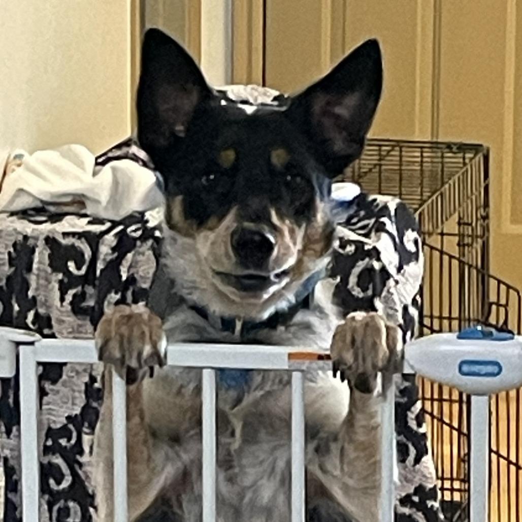 Wiggles — thumbnail 3