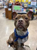 Snivel, a ADOPTABLE mixed breed in Jackson, MI image 1/4