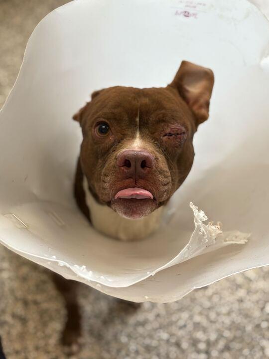 Enlarge Snivel, a ADOPTABLE mixed breed in Jackson, MI image 1/3