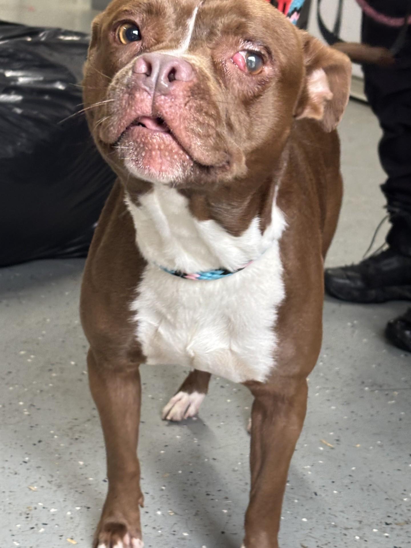 Enlarge Snivel, a ADOPTABLE mixed breed in Jackson, MI image 2/3