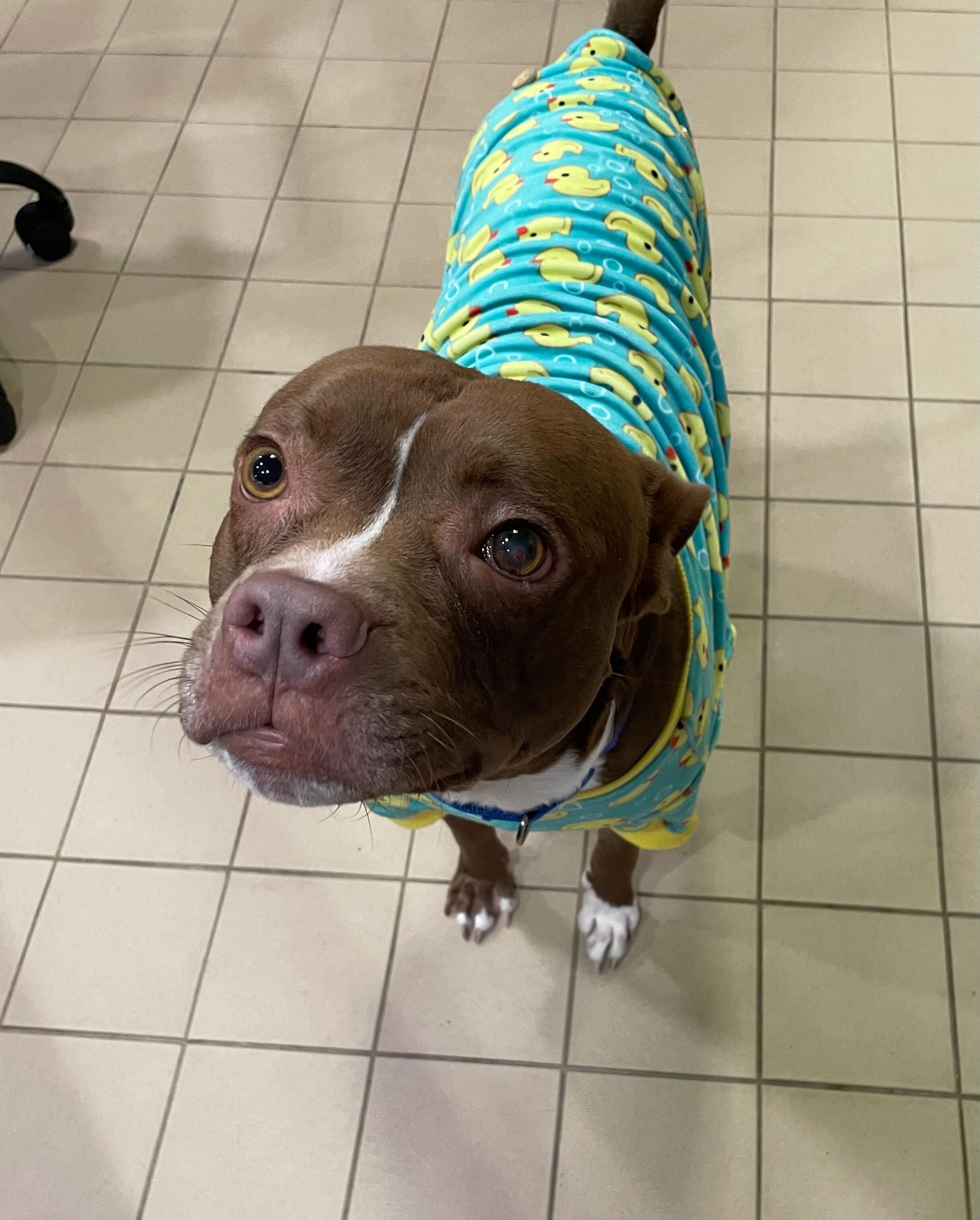 Snivel, a ADOPTABLE mixed breed in Jackson, MI image 2/4