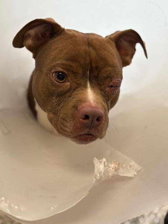 Enlarge Snivel, a ADOPTABLE mixed breed in Jackson, MI image 3/3