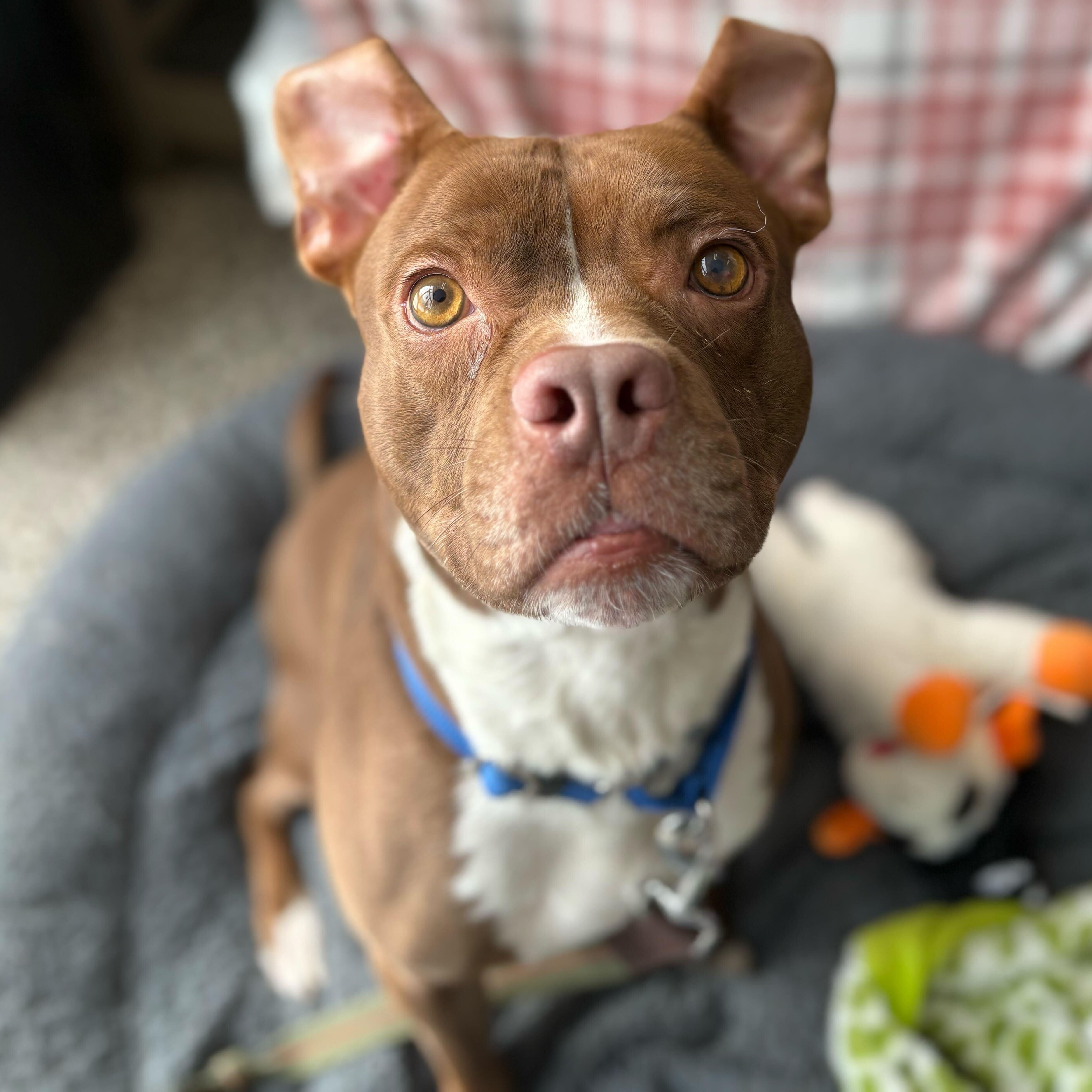 Snivel, ADOPTABLE, Adult Male Boxer.