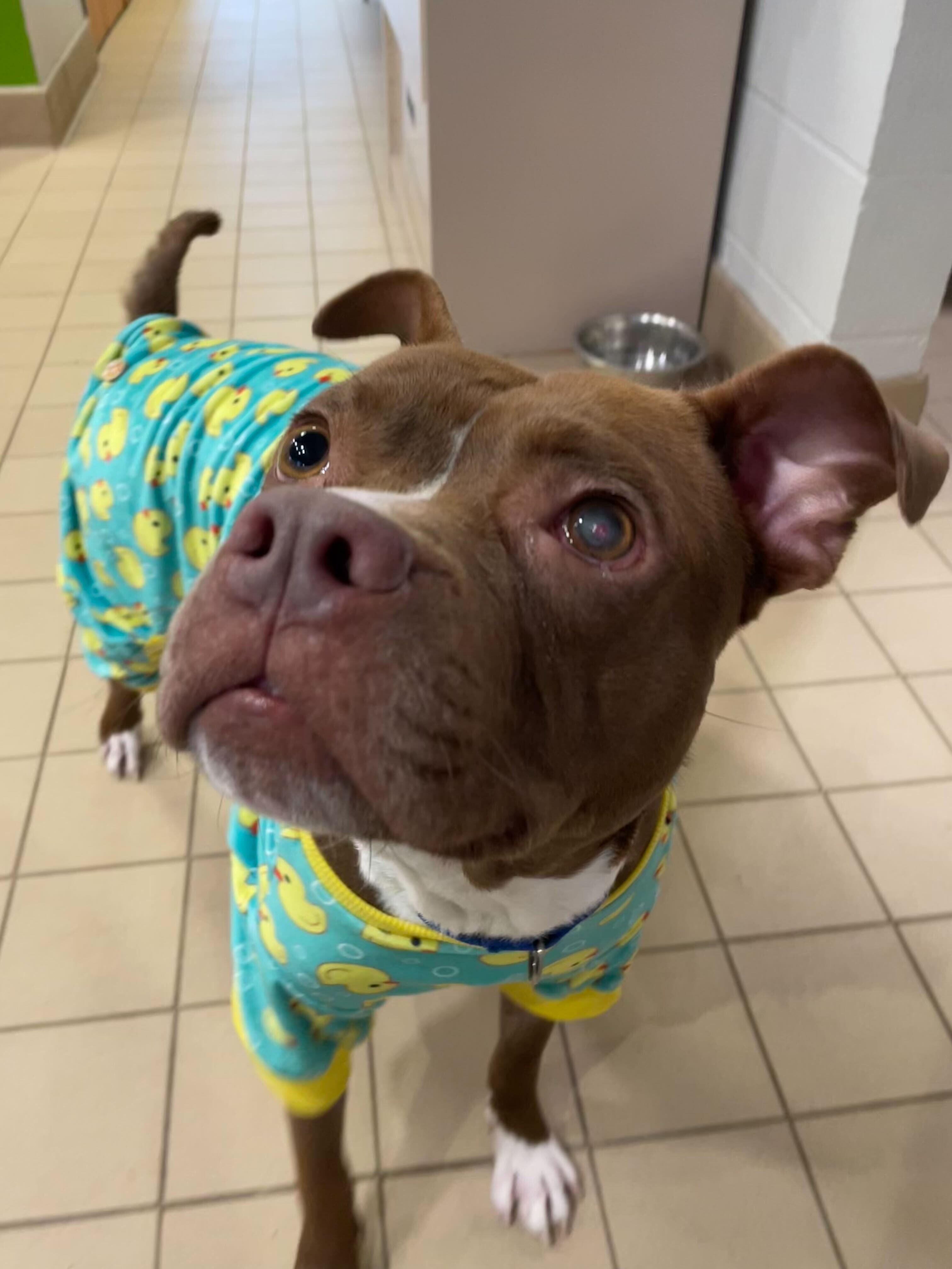 Snivel, a ADOPTABLE mixed breed in Jackson, MI image 3/4