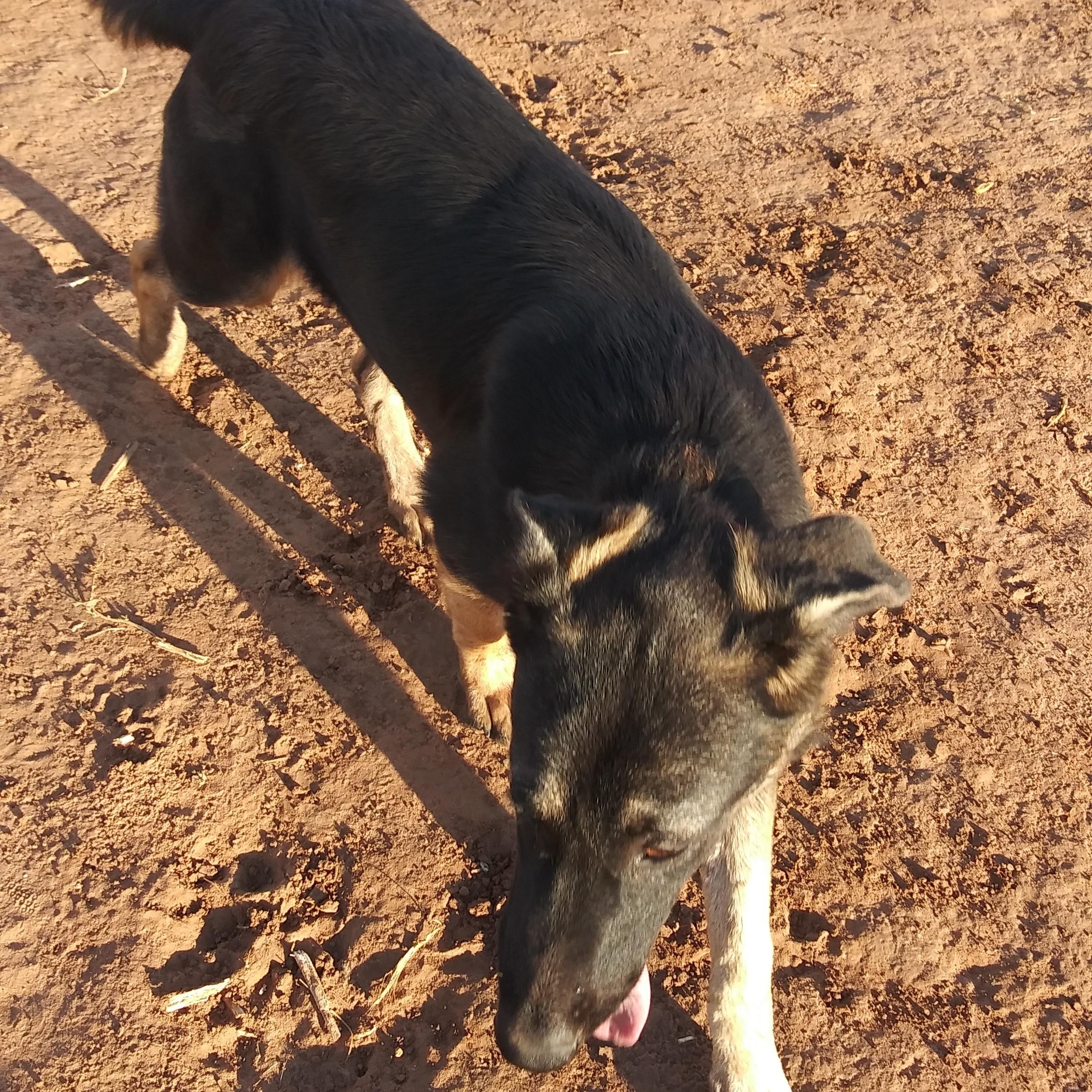 Enlarge Ava, a Adoptable German Shepherd Dog in Anton, TX image 1/2